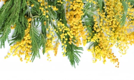 ♥Sring Flowers♥ - flowers, spring, fresh, mimosa