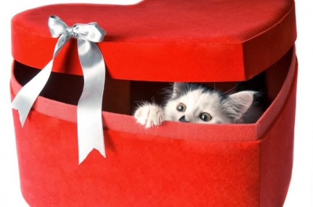 ♥ Happy Easter Carmen ♥ - giftbox, cats, friendship, animals, kitty