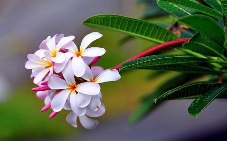 Exotic Plumeria - freshness, exotic, hd, nature, white, red, leaves, green, flowers, sharpness, flower, plumeria, drops