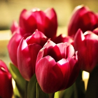 Red Tulips