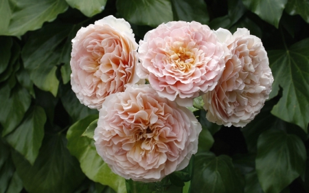 Pink Roses - flowers, roses, loose, nature, garden, pink, leaves