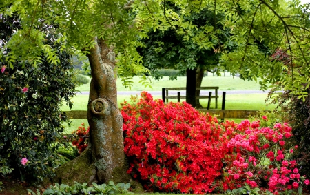 Pretty park - greenery, pretty, trees, summer, beautiful, grass, walk, flowers, park