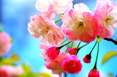 CHERRY BLOSSOMS - flowers, blossoms, nature, cherry, spring