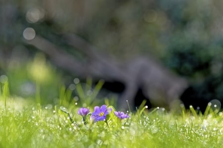 After the Rain - flowers, purple flowers, nature, rain, splendor, drops, grass