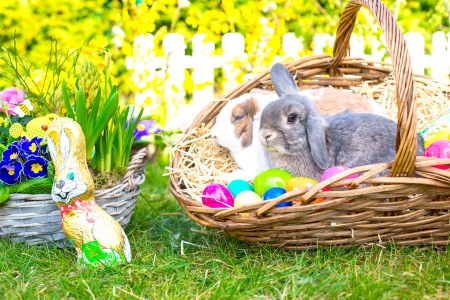 Easter - easter, happy easter, spring, grass, bunny