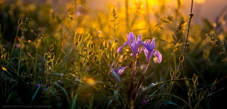 Spring - lovely, spring, nature, pink, beautiful, green, flowers, photo, cute, flower