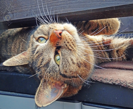 Cat - paws, face, pretty, cute, animals, beautiful, cat, sleeping, kitty, cats, kitten, hat, lovely, cat face