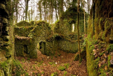 Moss - season, autumn, ireland, ruins, forest, leaves, green, moss