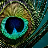 Peacocks Feather