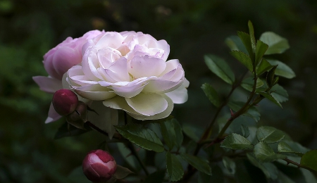 Rose - beautiful, white, purple, rose