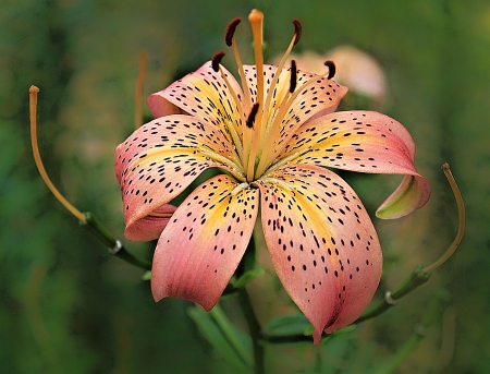 Flower - amazing, yellow, flower, pink