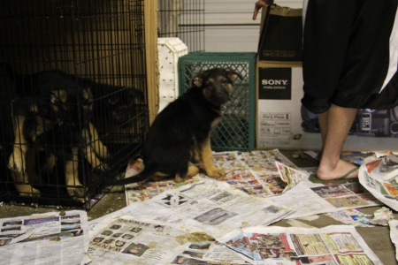 Teal - newspapers, on, pup, the, floor