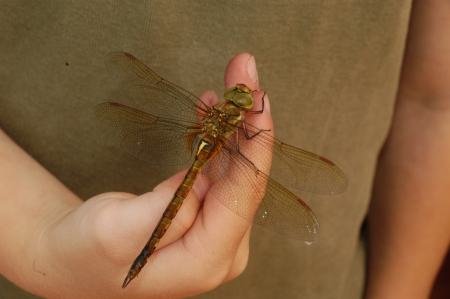 dragonfly on hand - four, pair, wings, two