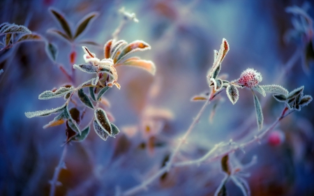 Frozen barry bush - plant, winter, bush, photography