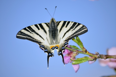 butterfly - flower, bug, nature, sky