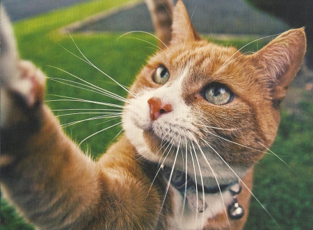 Cat - pet, cute, outdoor, paws, cat