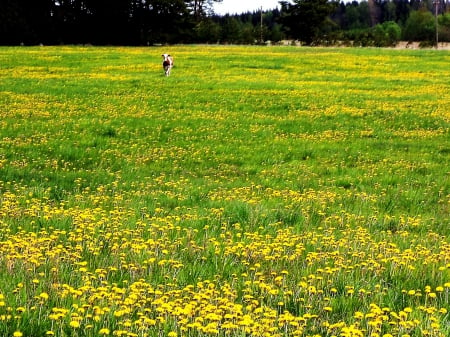 Meadow - nature, fields, summer, other