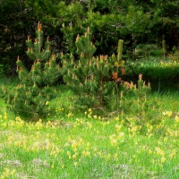 Spring.  Pine-trees flowers.