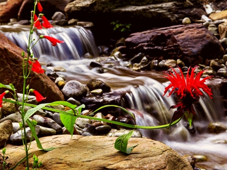 Waterfall - waterfall, flower, rocks, red