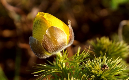 Spring  yellow Anemone - Anemone, spring, flower, yellow