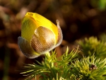 Spring  yellow Anemone