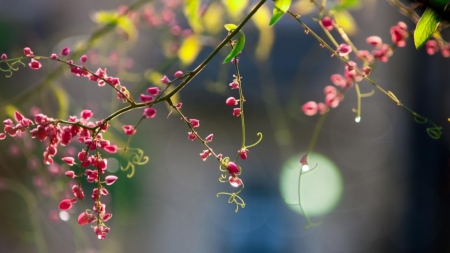 Pink Flowers - flowers, twig, yellow, fog, pink