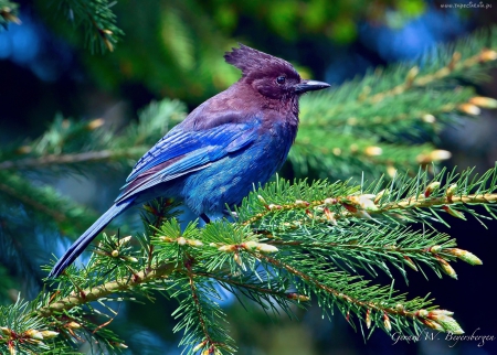 Beautiful Jay bird - beautiful, jay, animals, bird