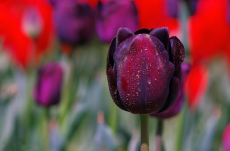 Tulips - flowers, tulips, purple, beautiful, field