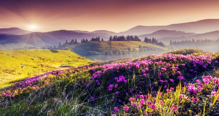 Scenery Natural - flowers, purple color, trees, hills, nature, landscape, sun