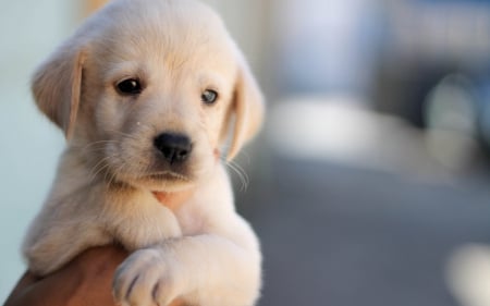 Dog - animal, pretty, cute, animals, beautiful, sweet, puppy, puppys, dogs, lovely, dog