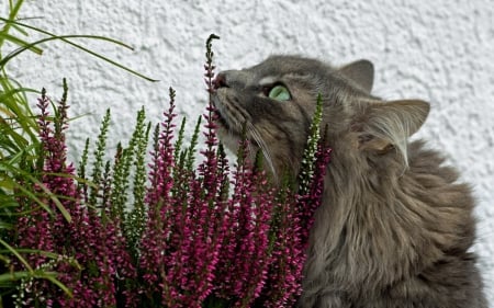 Cat - paws, face, pretty, cute, animals, beautiful, cat, sleeping, kitty, cats, kitten, hat, lovely, cat face