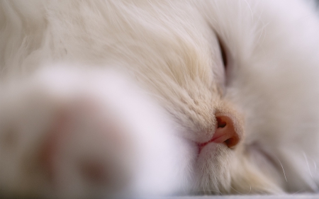 Cat - hat, pretty, cat face, beautiful, lovely, paws, cat, kitten, cute, cats, face, sleeping, animals, kitty