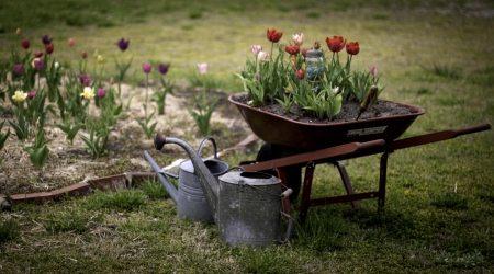 Spring - lovely, spring, nature, pink, beautiful, green, flowers, photo, cute, flower