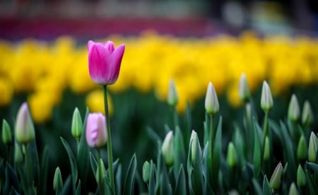 Spring - flower, pink, cute, beautiful, flowers, photo, spring, lovely, nature, green