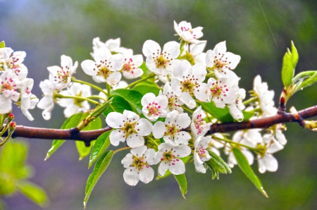 Spring - flower, pink, cute, beautiful, flowers, photo, spring, lovely, nature, green