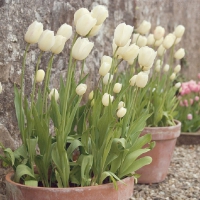 lovely pot tulips