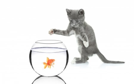 Come to me, sweetie! I don't want to get wet! - funny, animal, water, cat, white, kitten, golden, fish, orange, aquarium, grey