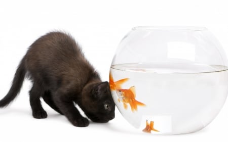 What happened to you, Goldie?! - water, aquarium, orange, cat, black, white, animal, funny, golden, fish