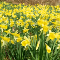 field of yellow daffodils