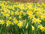 field of yellow daffodils