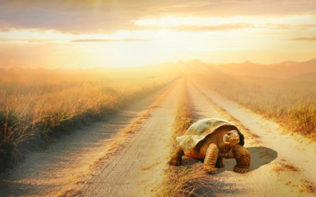 Turtle - road, turtle, animals, sky