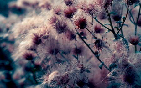 â™¥ - flower, pink, fluffy, blue, autumn