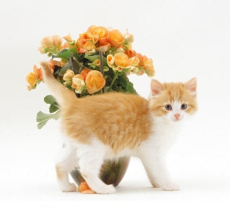 kitty and begonias - flowers, begonias, cats, animals, kitty