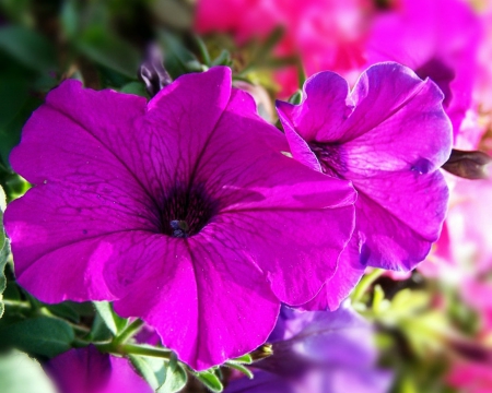 Beautiful flowers - flowers, petals, pink, nature