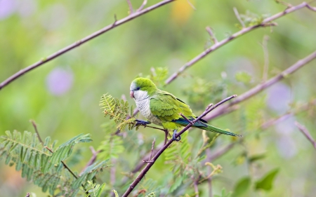 â™¥ - bird, parrot, tree, branch, green