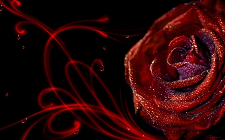 Rose and water drops - abstract, red, water drops, wet, dew, black, rose, flower