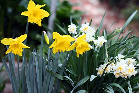 Spring garden - daffodils, flowers, garden, spring