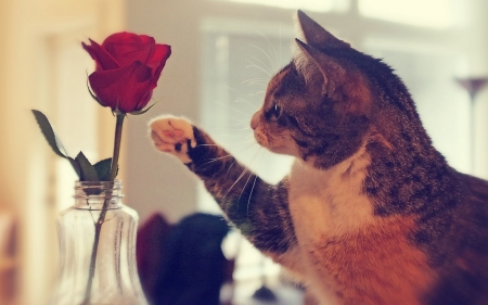 â™¥ - flower, animal, rose, cat, vase, paw