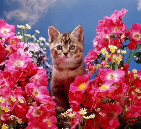 kitten among pink roses - cats, kitten, animals, pink roses