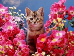 kitten among pink roses